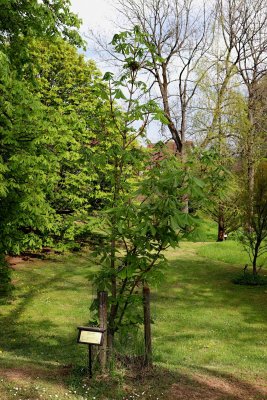 Aesculus flava - jírovec žlutý - celek (39)